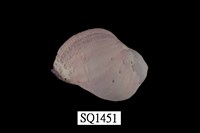 藏品(紫口珊瑚螺)的圖片